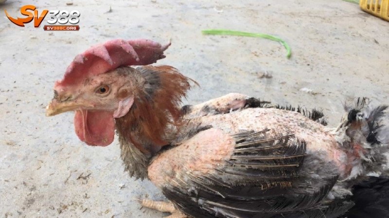 Bệnh cắn mổ