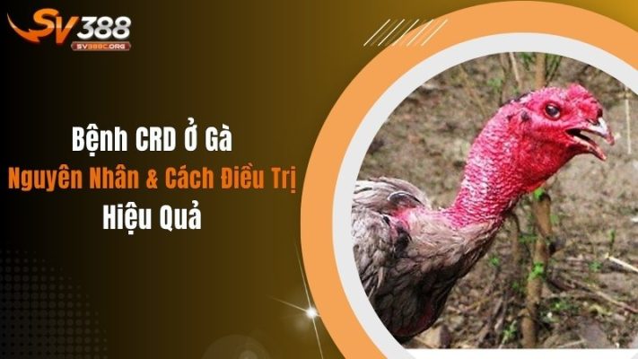 Bệnh CRD Ở Gà: Nguyên Nhân & Cách Điều Trị Hiệu Quả