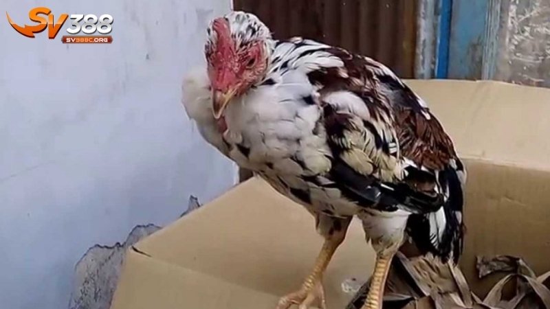 Bệnh dịch tả: Một trong các loại bệnh ở gà có tỷ lệ chết cao