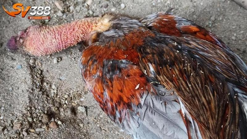 Bệnh tụ huyết trùng: Một trong các loại bệnh ở gà đá nguy hiểm