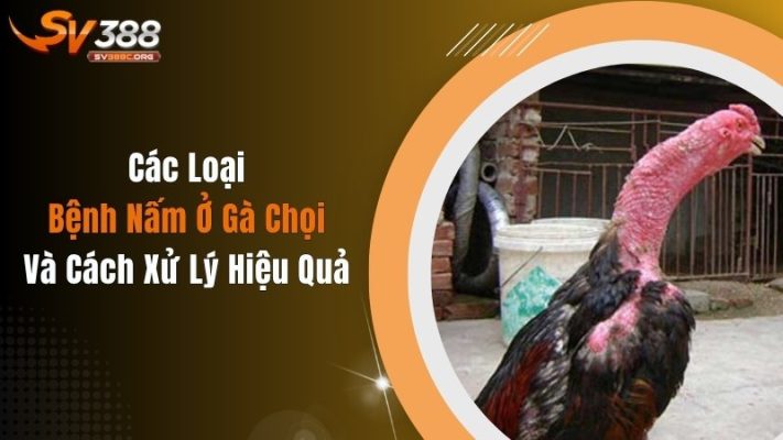 Các Loại Bệnh Nấm Ở Gà Chọi Và Cách Xử Lý Hiệu Quả
