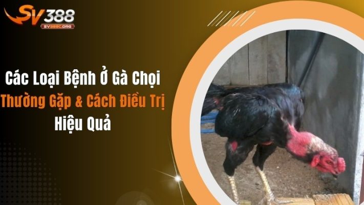 Các Loại Bệnh Ở Gà Chọi Thường Gặp & Cách Điều Trị Hiệu Quả