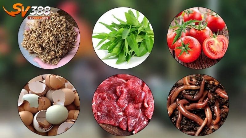 Các nhóm dinh dưỡng quan trọng cho gà đá