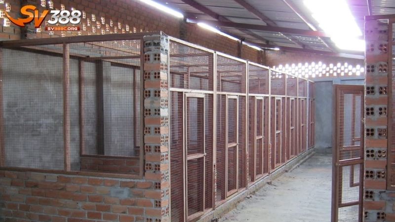 Các yêu cầu cơ bản khi làm chuồng gà