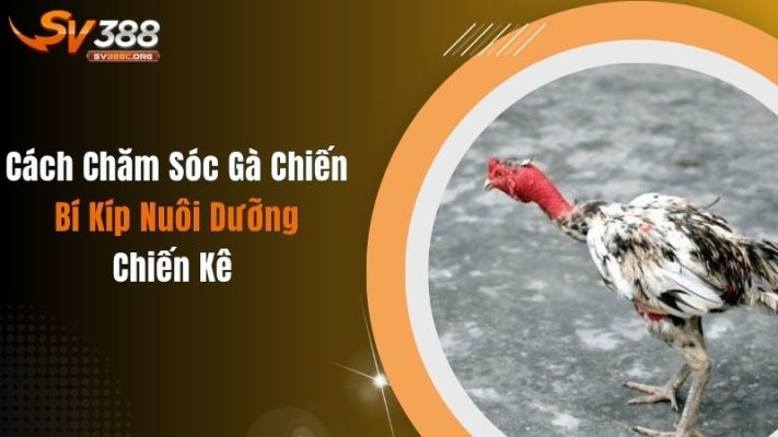 Cách Chăm Sóc Gà Chiến - Bí Kíp Nuôi Dưỡng Chiến Kê