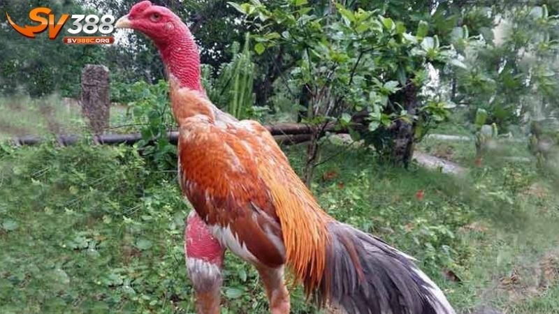 Cách chăm sóc gà chiến mạnh mẽ