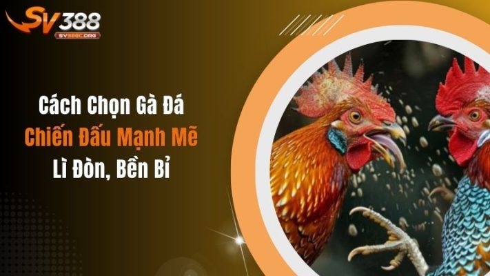 Cách Chọn Gà Đá Chiến Đấu Mạnh Mẽ, Lì Đòn, Bền Bỉ