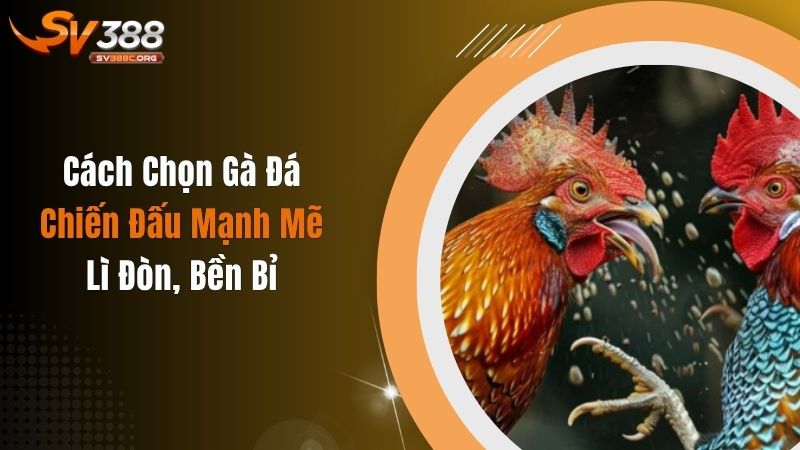Cách Chọn Gà Đá Chiến Đấu Mạnh Mẽ, Lì Đòn, Bền Bỉ