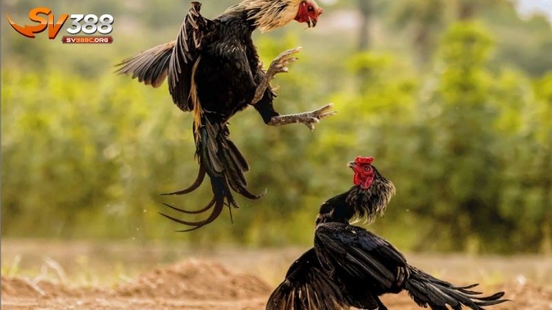 Cách chọn gà đá theo ngoại hình, sức khỏe