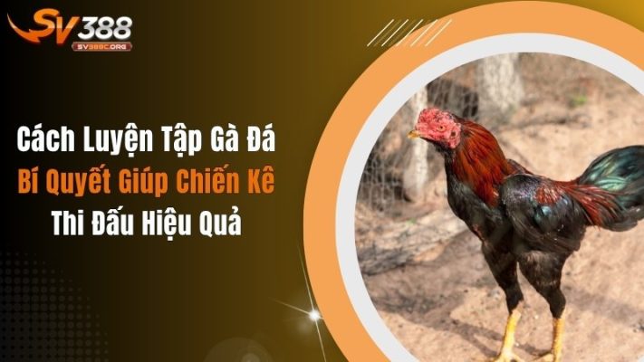 Cách Luyện Tập Gà Đá: Bí Quyết Giúp Chiến Kê Thi Đấu Hiệu Quả