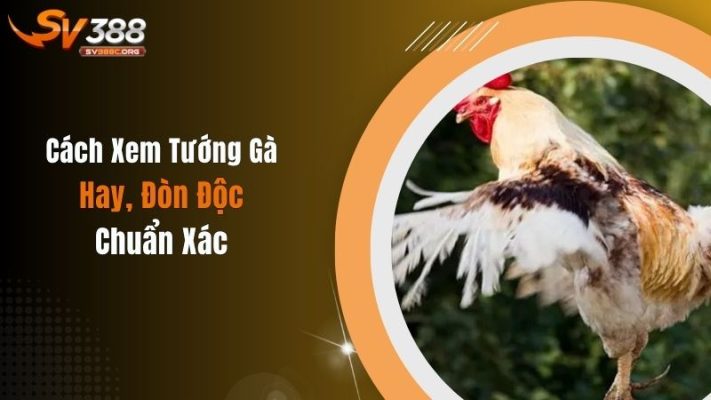 Cách Xem Tướng Gà Hay, Đòn Độc Chuẩn Xác