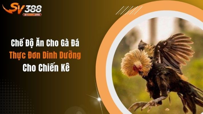 Chế Độ Ăn Cho Gà Đá - Thực Đơn Dinh Dưỡng Cho Chiến Kê