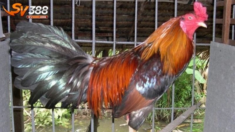 Chế độ dinh dưỡng khi nuôi gà đá hiệu quả