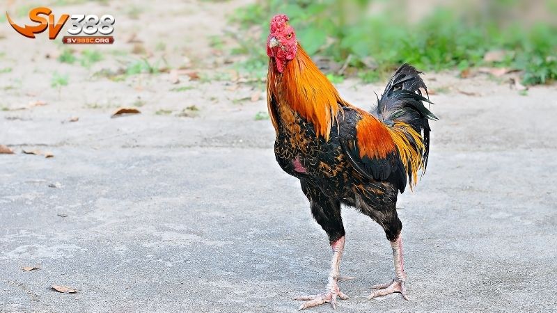 Cho gà đi bộ: Cách luyện tập gà đá giúp dẻo dai khớp chân