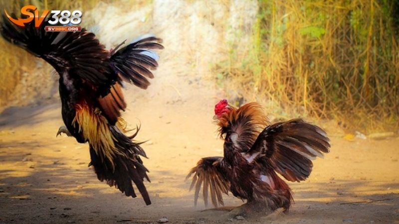 Đá gà cựa dao là gì