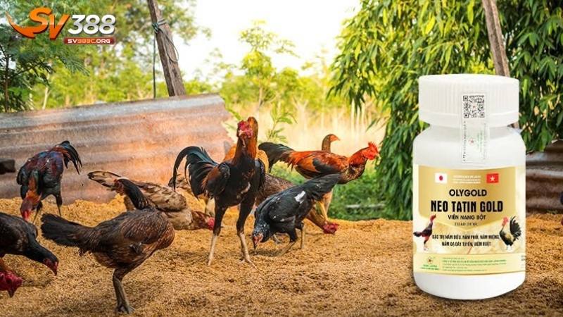 Điều trị bệnh nấm ở gà đá bằng thuốc đặc trị