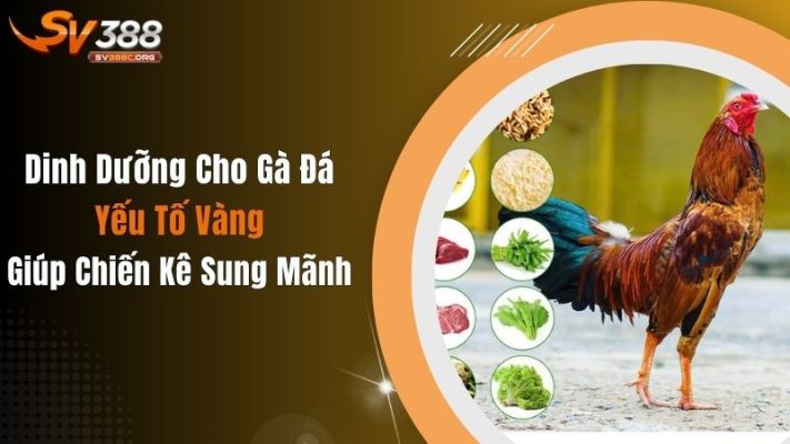 Dinh Dưỡng Cho Gà Đá: Yếu Tố Vàng Giúp Chiến Kê Sung Mãnh