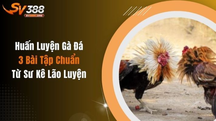 Huấn Luyện Gà Đá: 3 Bài Tập Chuẩn Từ Sư Kê Lão Luyện