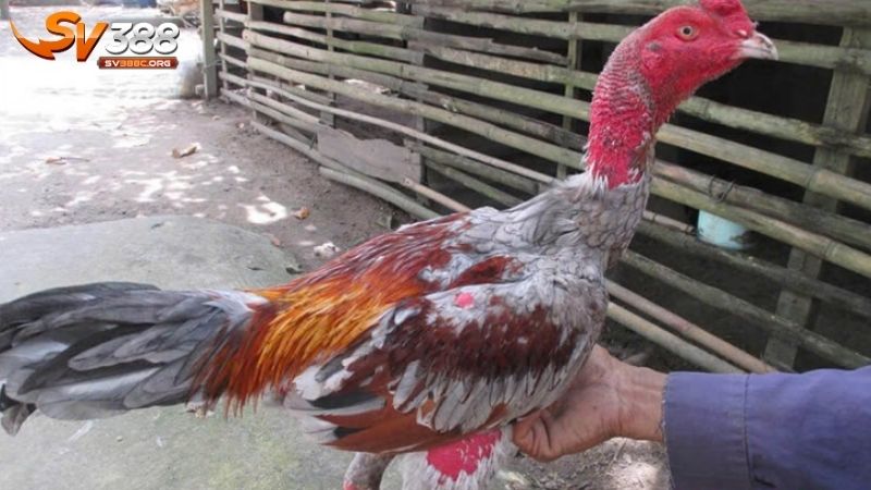 Huấn luyện gà đá vần hơi