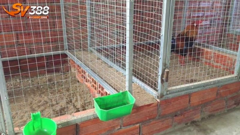 Hướng dẫn cách làm chuồng gà đơn giản và đúng kỹ thuật