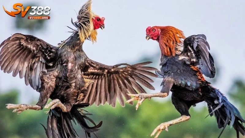 Hướng dẫn cách xem tướng gà chuẩn xác