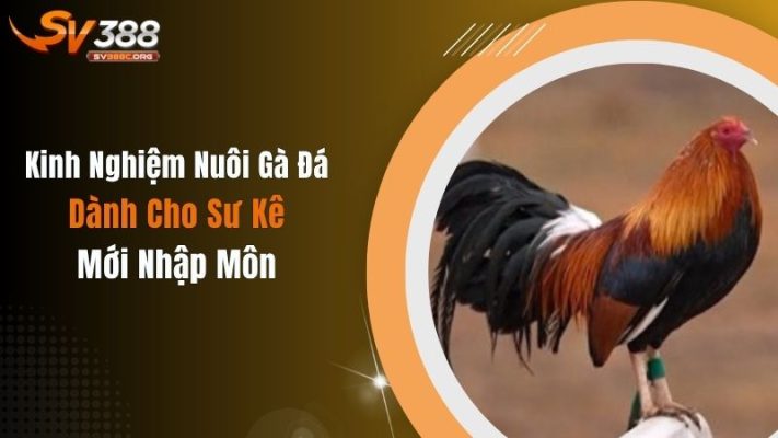 Kinh Nghiệm Nuôi Gà Đá Dành Cho Sư Kê Mới Nhập Môn