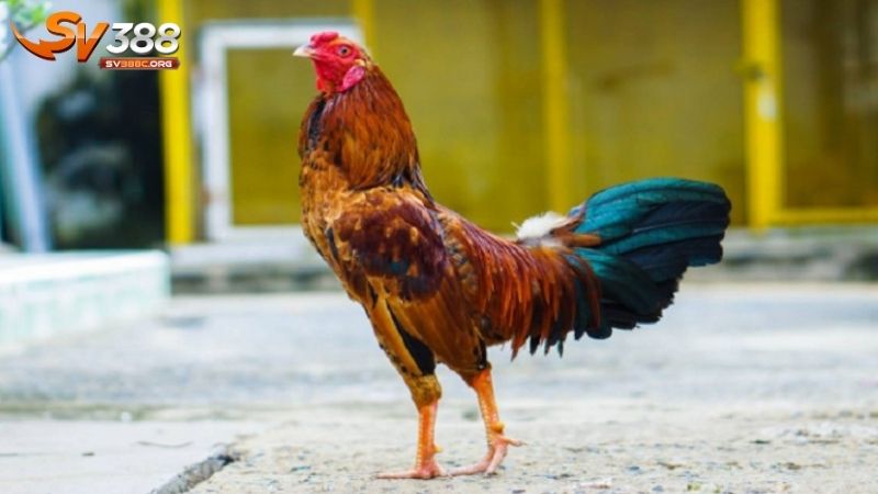 Kinh nghiệm nuôi gà đá - kỹ thuật cần thiết