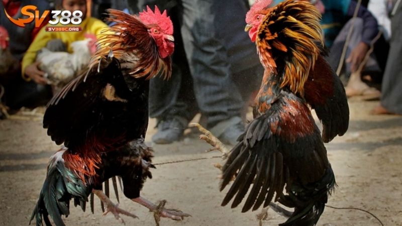 Lưu ý cần nắm khi chọn chiến kê từ lão luyện