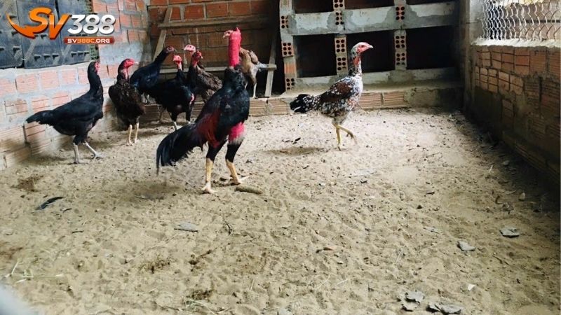 Lưu ý khi làm chuồng gà để phòng bệnh hiệu quả