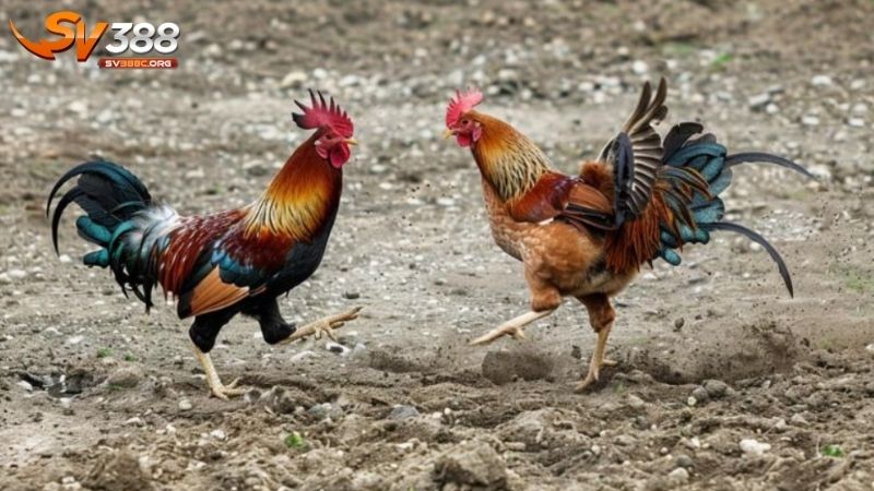 Nghiên cứu đối thủ