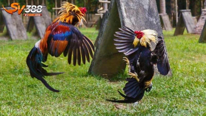 Những điều cần biết khi huấn luyện gà chọi