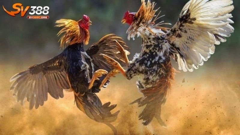 Những điều quan trọng về chúng tôi SV388 bạn cần nắm