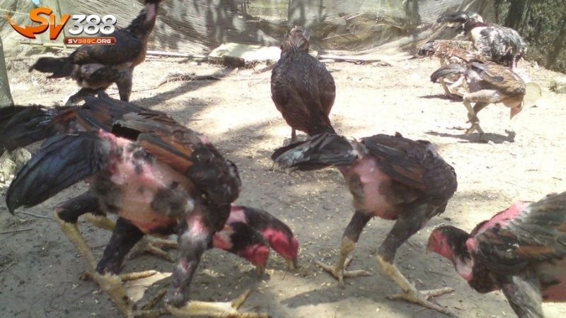 Những lưu ý quan trọng bạn cần biết khi cho gà đá ăn