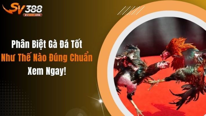 Phân Biệt Gà Đá Tốt Như Thế Nào Đúng Chuẩn, Xem Ngay!