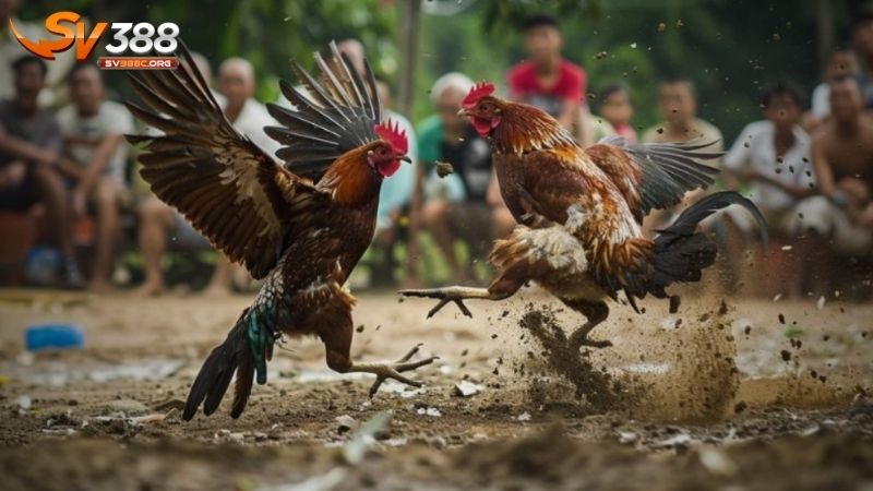 Phân tích kèo đá gà theo bảng tỷ lệ