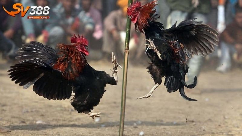 Quy định về trận đấu gà đá Thomo
