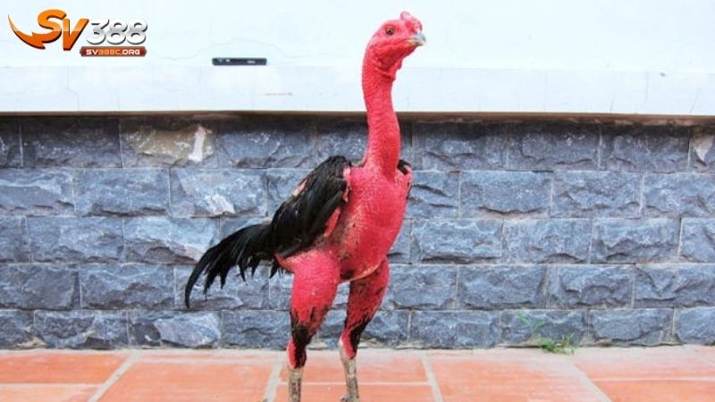 Tầm quan trọng của việc chăm sóc gà bài bản