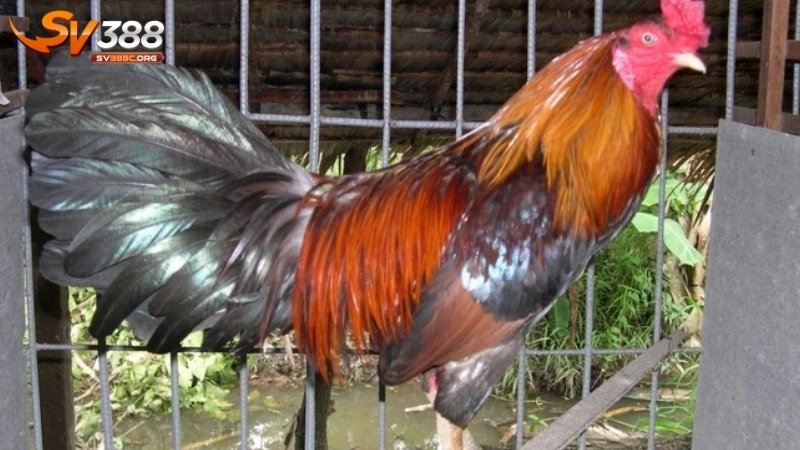 Tập đứng chuồng cao: Cách luyện tập gà đá giúp giữ thăng bằng