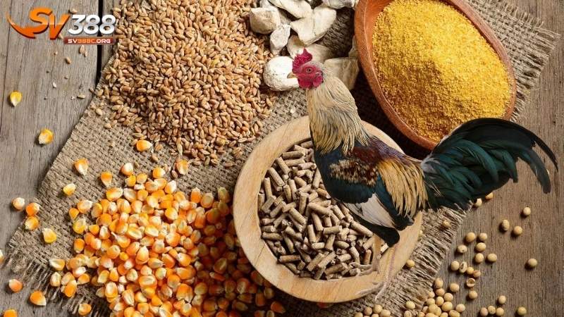 Thực đơn mẫu dinh dưỡng cho gà đá theo từng giai đoạn
