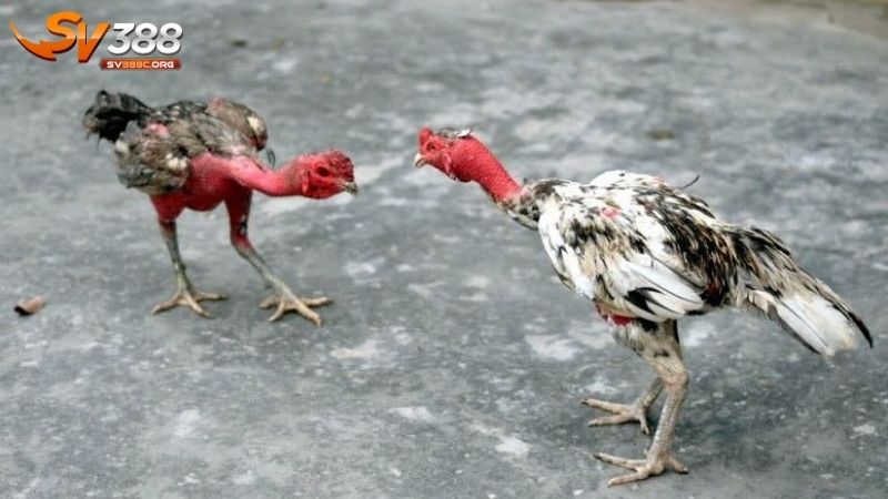 Vai trò của dinh dưỡng đối với gà chọi